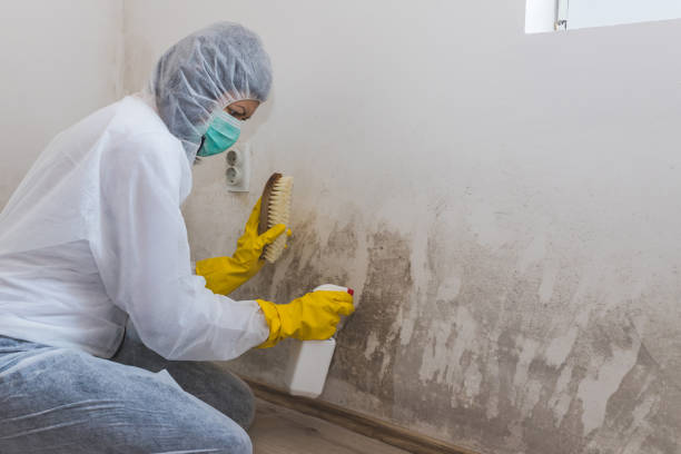 Best Industrial Mold Remediation  in Mountain House, CA